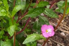 Oenothera rosea_Merce Vallicrosa CC BY-NC