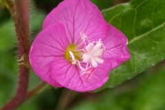 Oenothera rosea_Merce Vallicrosa CC BY-NC