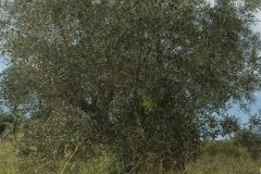 Olea europaea europaea_Gabriel Huguet