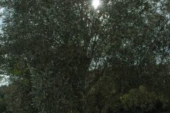 Olea europaea europaea_Gabriel Huguet