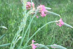 Onobrychis viciifolia_Joanjo Garcia CC BY-NC