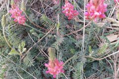 Onobrychis viciifolia_Merce Vallicrosa CC BY-NC