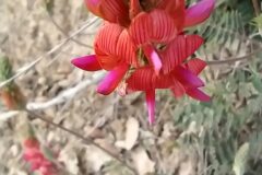 Onobrychis viciifolia_Merce Vallicrosa CC BY-NC