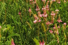 Onobrychis viciifolia_Merce Vallicrosa CC BY-NC