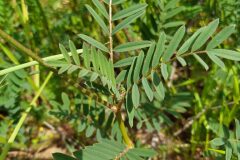 Onobrychis viciifolia_Merce Vallicrosa CC BY-NC