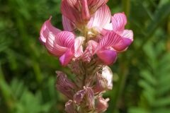 Onobrychis viciifolia_Merce Vallicrosa CC BY-NC