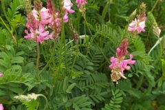 Onobrychis viciifolia_Merce Vallicrosa CC BY-NC