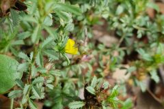 Ononis minutissima_Roger Vila CC BY-NC