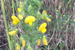 Ononis natrix natrix_Joanjo Garcia CC BY-NC