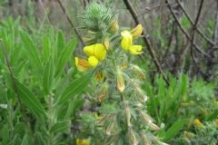 Ononis natrix natrix_Jordi Puyuelo