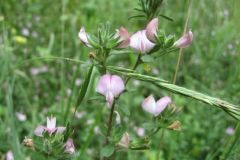 Ononis spinosa_Jordi Puyuelo