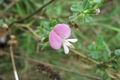 Ononis spinosa_Jordi Puyuelo