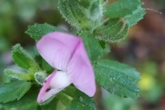 Ononis spinosa_Merce Vallicrosa CC BY-NC