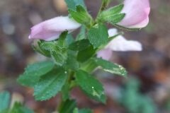 Ononis spinosa_Merce Vallicrosa CC BY-NC