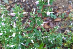 Ononis spinosa_Merce Vallicrosa CC BY-NC