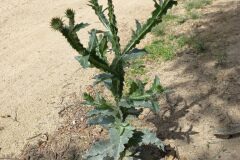 Onopordum acanthium acanthium_Pere Barnola CC BY-SA