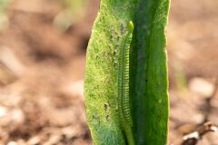Ophioglossum vulgatum_Joaquim Reberte