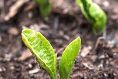 Ophioglossum vulgatum_Joaquim Reberte