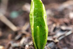 Ophioglossum vulgatum_Joaquim Reberte