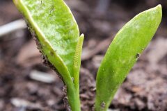 Ophioglossum vulgatum_Joaquim Reberte