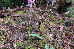 Orchis mascula_Joaquim Reberte CC BY-NC