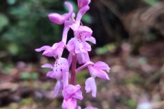 Orchis mascula_Joaquim Reberte CC BY-NC