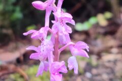 Orchis mascula_Joaquim Reberte CC BY-NC