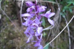 Orchis mascula_Jordi Puyuelo