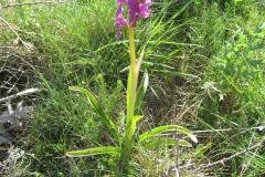 Orchis mascula_Jordi Puyuelo
