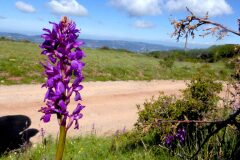 Orchis mascula_Margarida Vila CC BY-NC