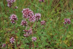 Origanum vulgare_Joanjo Garcia CC BY-NC