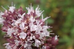 Origanum vulgare_Joanjo Garcia CC BY-NC