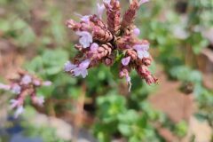 Origanum vulgare_Marialu Mu CC BY-NC