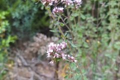 Origanum vulgare_Merce Vallicrosa CC BY-NC