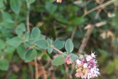 Origanum vulgare_Merce Vallicrosa CC BY-NC