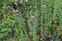 Origanum vulgare_Merce Vallicrosa CC BY-NC