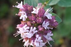 Origanum vulgare_Merce Vallicrosa CC BY-NC