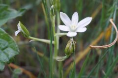 Ornithogalum bourgaeanum_Joan Garcia CC BY-NC