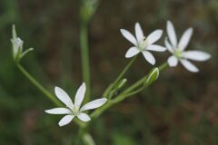 Ornithogalum bourgaeanum_Joaquim Reberte