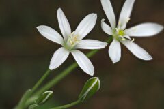 Ornithogalum bourgaeanum_Joaquim Reberte