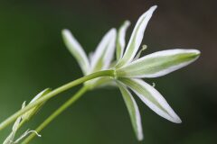 Ornithogalum bourgaeanum_Joaquim Reberte