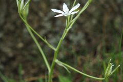 Ornithogalum bourgaeanum_Joaquim Reberte