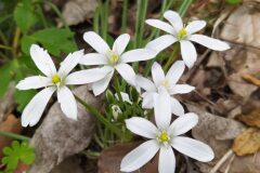 Ornithogalum bourgaeanum_Merce Vallicrosa CC BY-NC