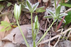 Ornithogalum bourgaeanum_Merce Vallicrosa CC BY-NC