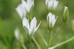 Ornithogalum divergens_Joaquim Reberte