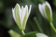 Ornithogalum divergens_Joaquim Reberte