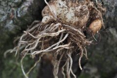 Ornithogalum divergens_Joaquim Reberte