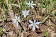 Ornithogalum divergens_Jordi Bassols CC BY-NC SA