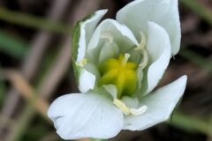 Ornithogalum divergens_Sonia Garcia CC BY-NC