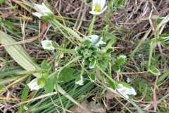 Ornithogalum divergens_Sonia Garcia CC BY-NC